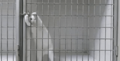 Prison Cage Cute Cat Escape GIF