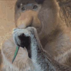 Proboscis Eating Monkey  GIF