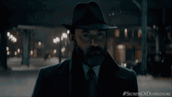 Professor Dumbledore Fantastic Beast GIF