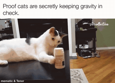 Proof Cats Are Secretly Keeping Gravity In Check Written Above A Picture Of A Cat GIF
