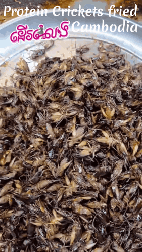 Protein Crickets Fried In Cambodia GIF