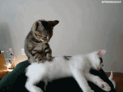 Pt Cute Kitty Giving Massages GIF