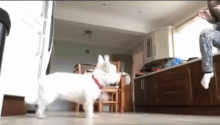 Pt Exercise With Cute Doggie GIF