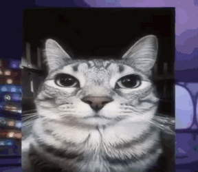 Ptsd Cat Image Compilation Meme GIF