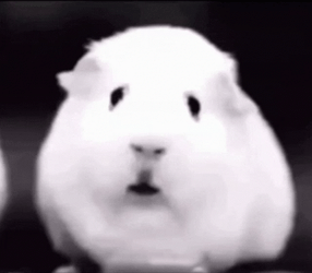 Ptsd Fluffy Confused Guinea Pig Meme GIF