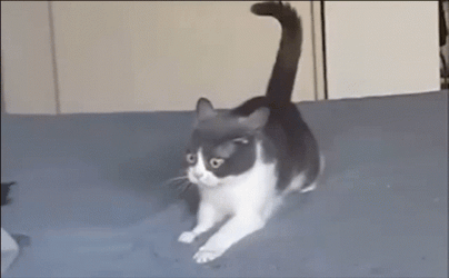 Ptsd Kitten War Video Flashback Meme GIF