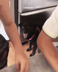Ptsd Meme Stunned Reaction Funny Dog GIF