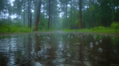 Puddle Of Water In Forest With Trees GIF
