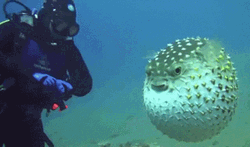 Puffer Fish And Scuba Diver