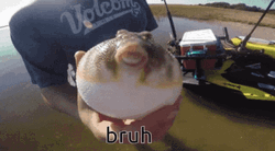 Pufferfish Blow Up Bruh GIF