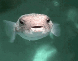 Pufferfish Pew Water GIF