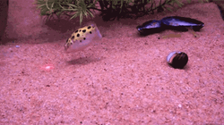 Pufferfish Underwater Laser GIF