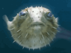 Puffers Fish Meme GIF