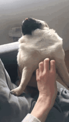 Pug Being Scratched GIF