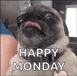 Pug Crazy Monday Reaction GIF