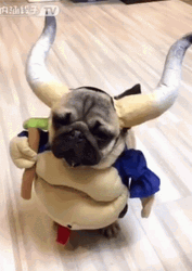 Pug Cute Cosplay GIF
