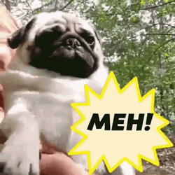 Pug Cute Meh Reaction GIF
