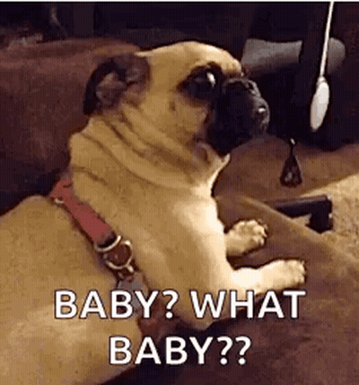Pug Dog Asking What Baby? GIF