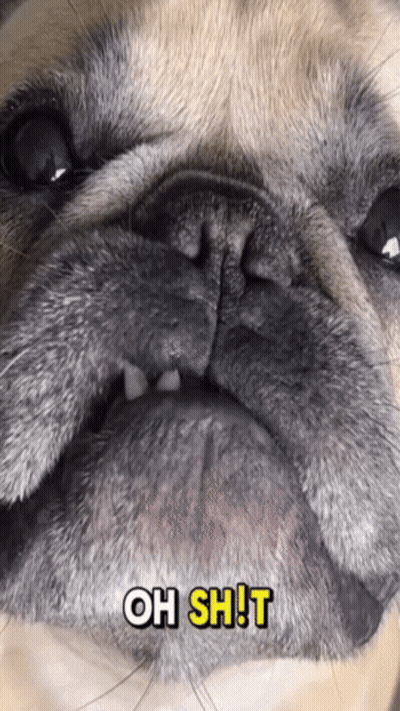 Pug Dog Close Up With Oh Shit GIF