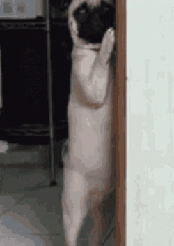 Pug Dog Hide In The Corner GIF