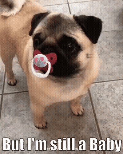 Pug Dog Holding Pacifier Saying But I'm Still A Baby GIF