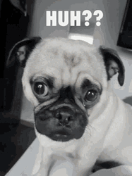 Pug Dog Huh GIF
