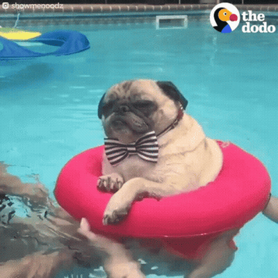Pug Dog In Bow Tie Floating On Pink Raft GIF