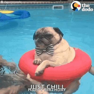 Pug Dog In Bow Tie On Red Raft GIF