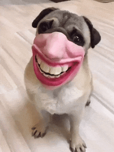 Pug Dog In Pink Lipstick Mask GIF