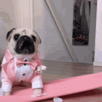 Pug Dog In Pink Tuxedo And Bow Tie GIF