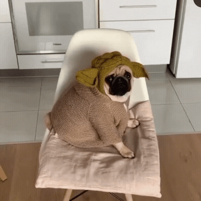 Pug Dog In Sweater And Hat GIF