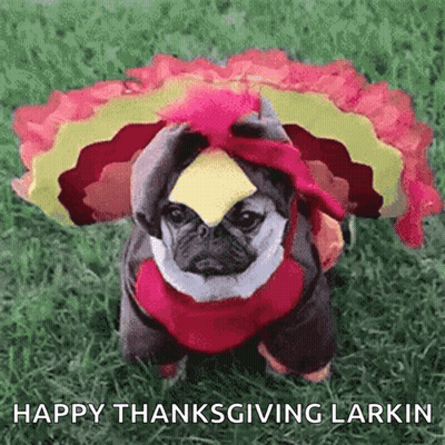 Pug Dog In Turkey Costume With Cheese On Head GIF