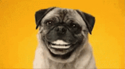 Pug Dog Laughing GIF
