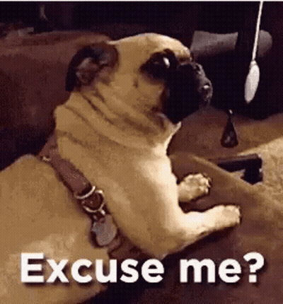 Pug Dog Laying On Couch Excuse Me GIF