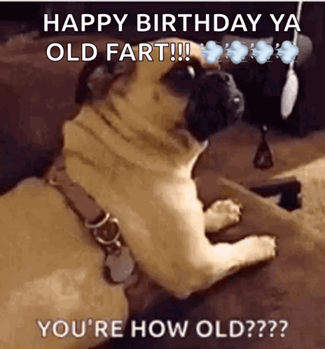 Pug Dog Laying On Couch Happy Birthday GIF