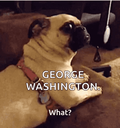 Pug Dog Laying On Couch Says George Washington GIF
