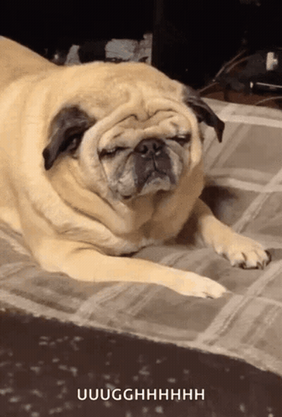 Pug Dog Laying On Rug Uugghhhh GIF