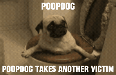 Pug Dog Laying On Toilet Poopdog GIF