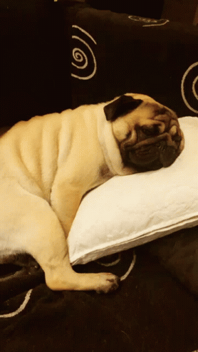 Pug Dog Laying On White Pillow GIF