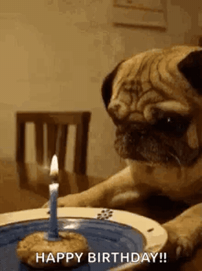 Pug Dog Looking At Birthday Cake With Candle GIF