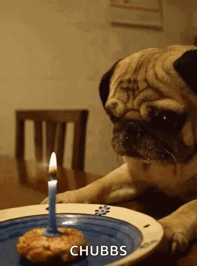 Pug Dog Looking At Birthday Cake With Candle GIF