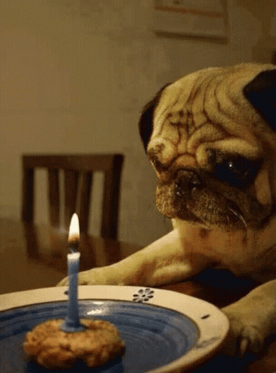 Pug Dog Looking At Birthday Cake With Lit Candle GIF