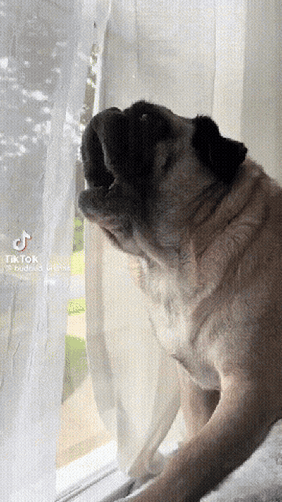 Pug Dog Looking Out Window TikTok GIF