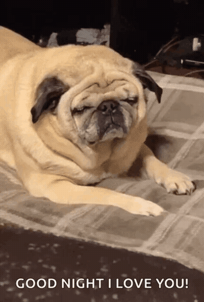 Pug Dog Lying On Floor With Eyes Closed GIF