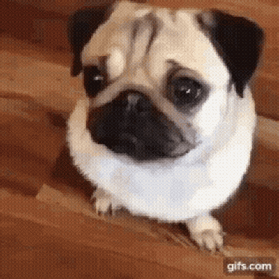 Pug Dog On Hind Legs Looking At Camera GIF