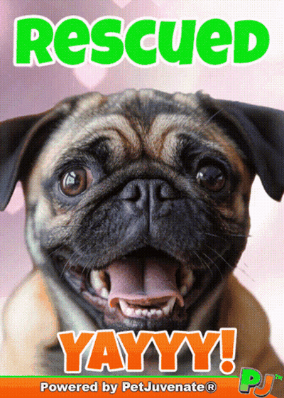 Pug Dog On Rescued Yay Poster GIF