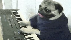 Pug Dog Playing Piano