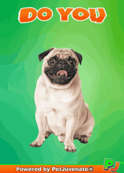 Pug Dog Saying Do You GIF