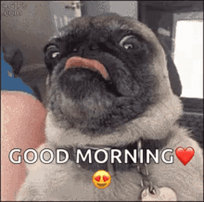 Pug Dog Saying Good Morning With Heart Collar GIF