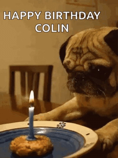 Pug Dog Sitting At Table With Candle On Plate GIF